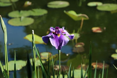 Close-up of purple flowering plant in lake