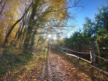 Footpath amidst trees in forest during autumn