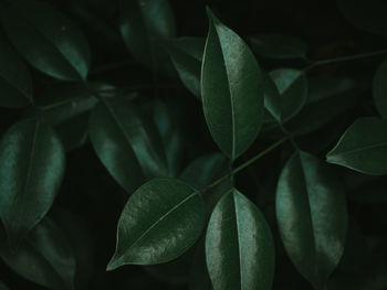 Lush foliage of the glossy privet plant. selective focus.