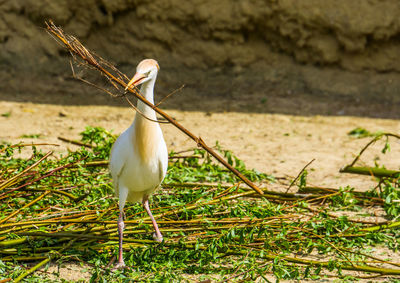 White bird perching on a field