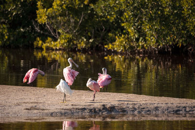 Birds on tree by lake