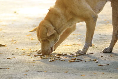 View of dog drinking water from land