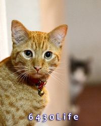 Close-up portrait of cat