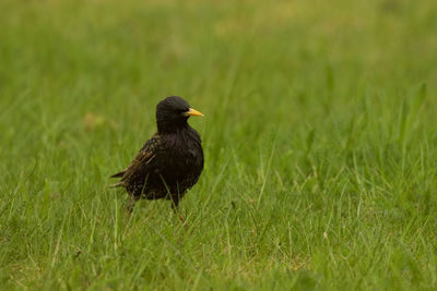 Bird perching on a field