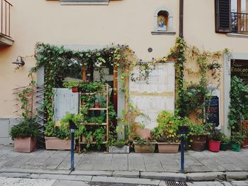 Potted plants on footpath against building