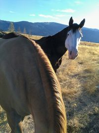 Side view of horse standing on field against sky