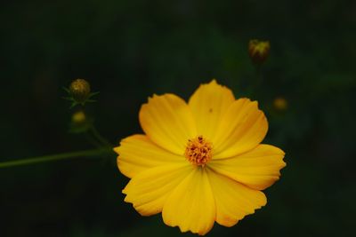 Close-up of yellow cosmos flower blooming outdoors