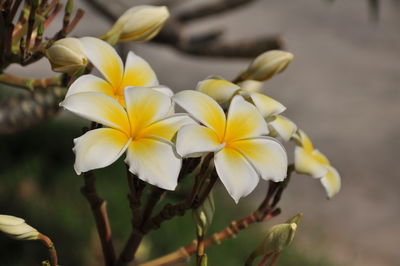 Close-up of yellow flowering plant