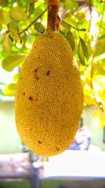 Close-up of fruits hanging on tree