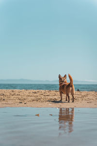 Scenic view with dog and beach against clear sky