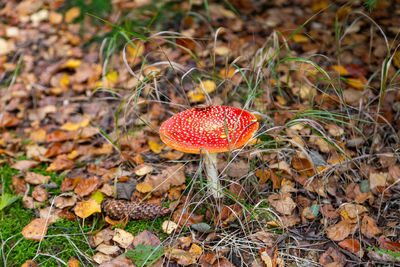 Close-up of mushroom growing on field