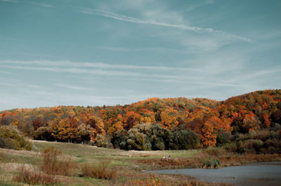 Autumn forest