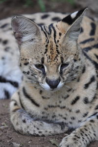 Close-up portrait of tiger