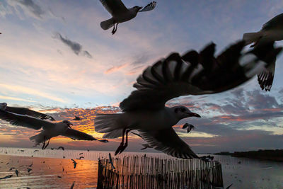 Seagulls flying against sky