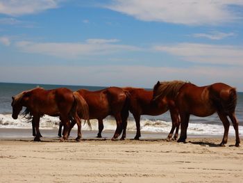 Horses on sand against sky