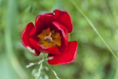 Close-up of red flowers