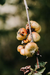 Close-up of berries growing on tree