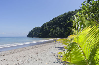 Palm trees on beach against clear sky