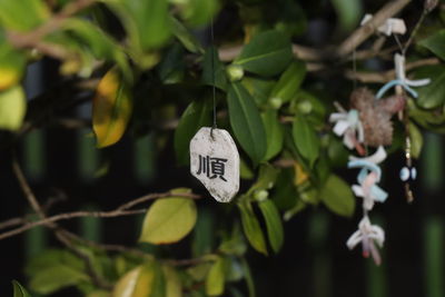 Close-up of text on plant