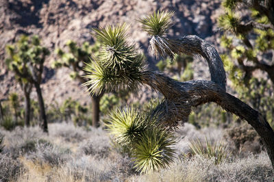 Close-up of dried plant growing on field