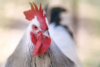 Close-up of rooster in farm