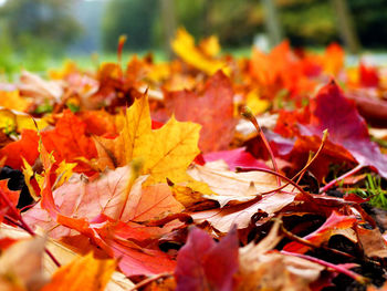 Close-up of maple leaves