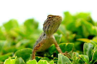 Close-up of lizard on plant