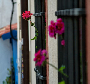 Pink flowers blooming against window