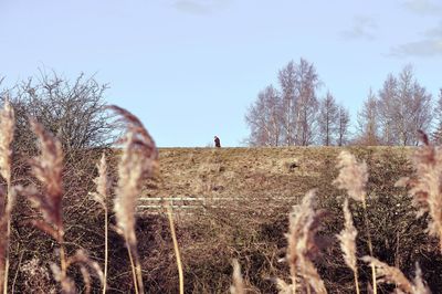 Woman standing on field