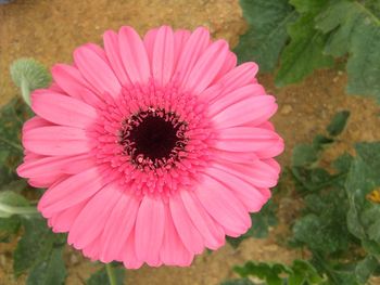 Close-up of pink daisy flower