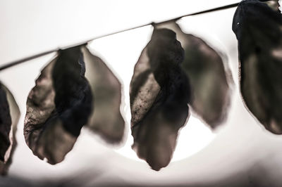 Close-up of clothes drying hanging on metal