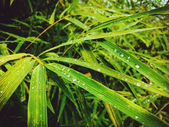 Close-up of wet plant