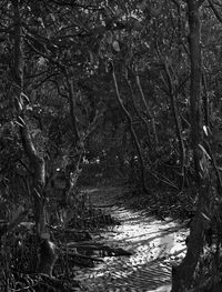 View of trees in forest