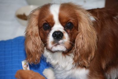 Close-up portrait of dog