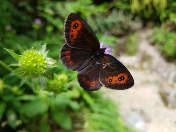 Close-up of butterfly pollinating on flower