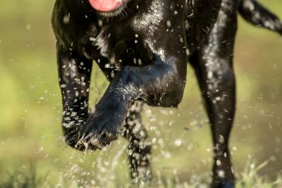 Close-up of wet dog splashing water
