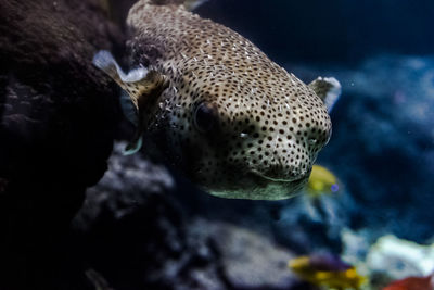 Close-up of fish underwater