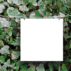 Close-up of white paper hanging on wall