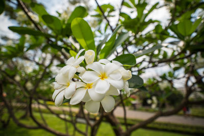 Close-up of white flowers blooming on tree