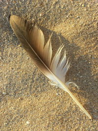 High angle view of feather