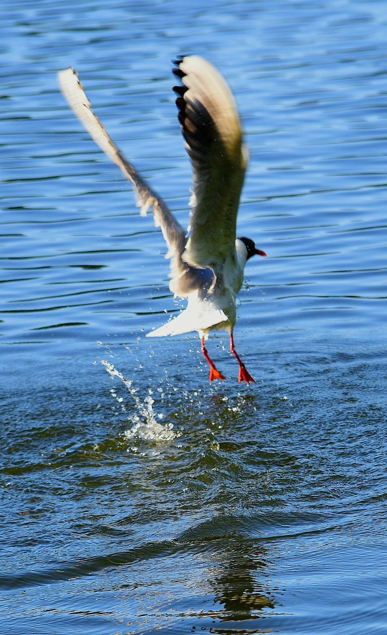 bird, vertebrate, animal themes, animal wildlife, animals in the wild, animal, water, flying, spread wings, waterfront, one animal, motion, day, nature, no people, lake, hunting, mid-air, outdoors, seagull, flapping