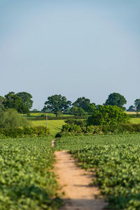 Scenic view of agricultural field against clear sky