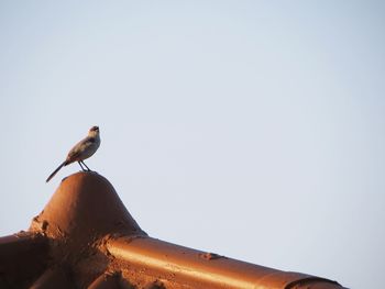 Low angle view of bird perching against clear sky