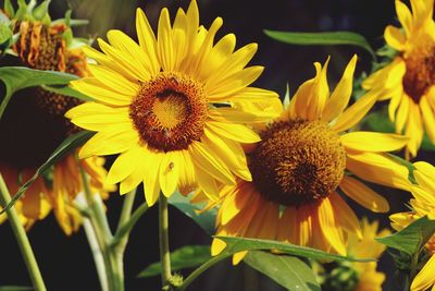 Close-up of sunflower blooming outdoors