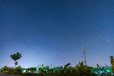 Low angle view of trees against sky at night