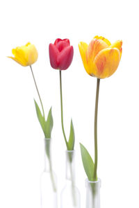 Close-up of tulips against white background