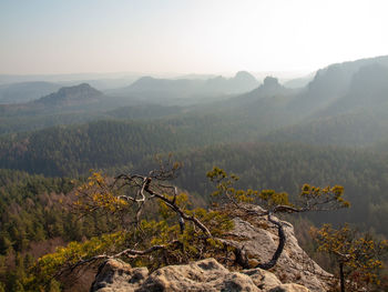 Lone pine over a cliff in the mountains at dawn. broken pine. fall valley full of mist and humidity