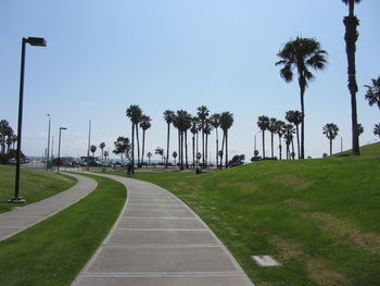 Panoramic view of palm trees against clear sky