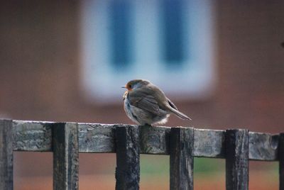 Close-up of bird perching on wooden fence