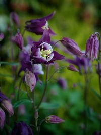 Close-up of purple flowering plant